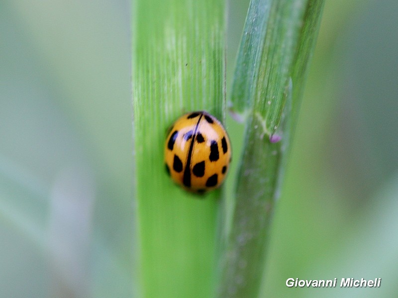 Propylea quatuordecimpunctata, Coccinellidae